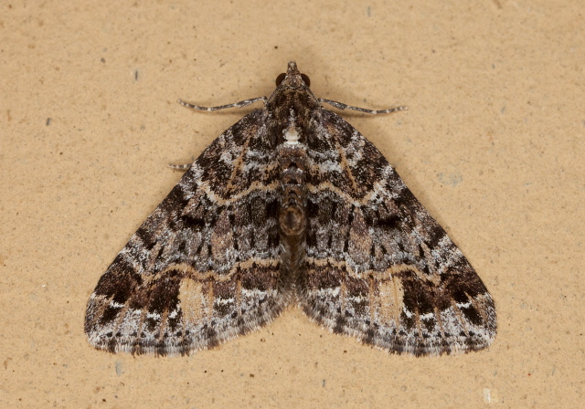   Geometridae