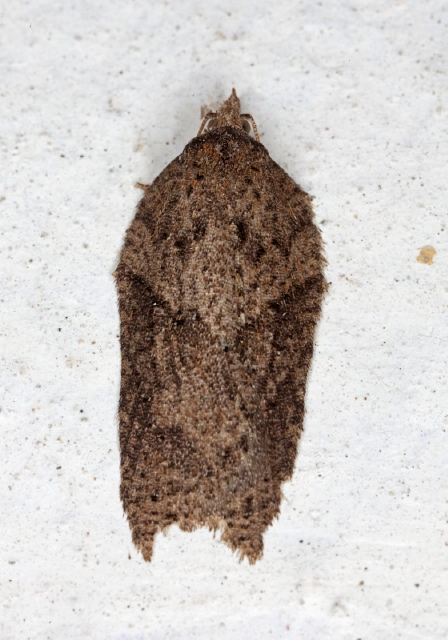 Acleris sp.? Tortricidae