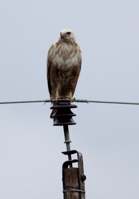 Buteo rufinus? Accipitridae