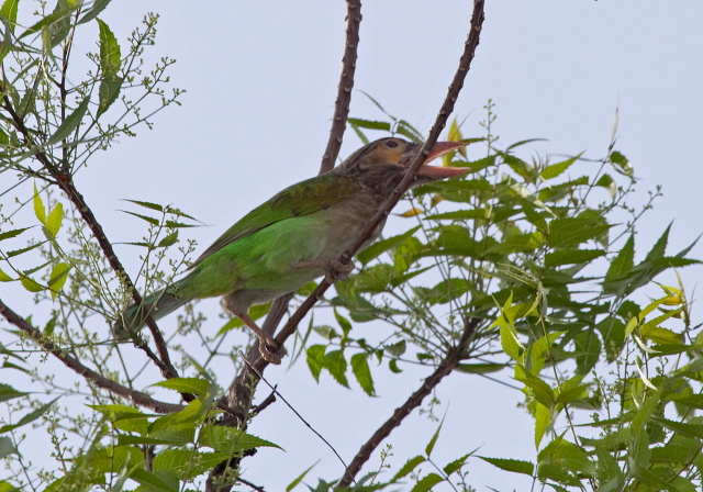 Megalaima zeylanica Ramphastidae