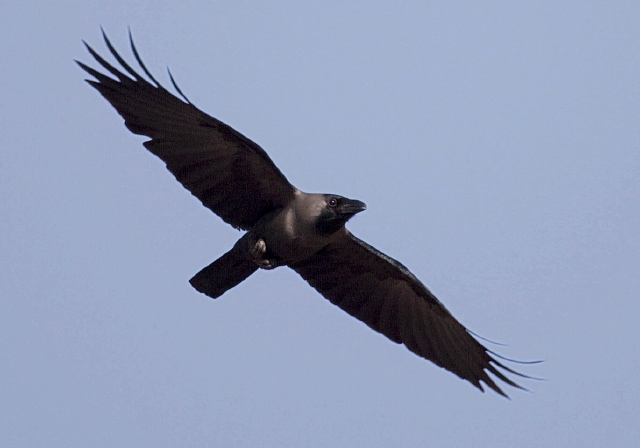 Corvus splendens Corvidae