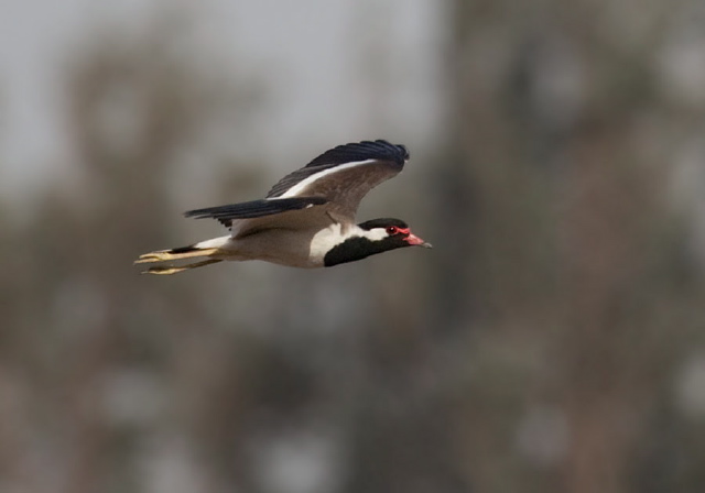 Vanellus indicus Charadriidae