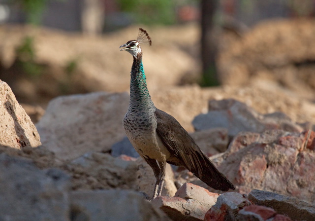 Pavo cristatus Phasianidae