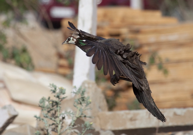 Pavo cristatus Phasianidae