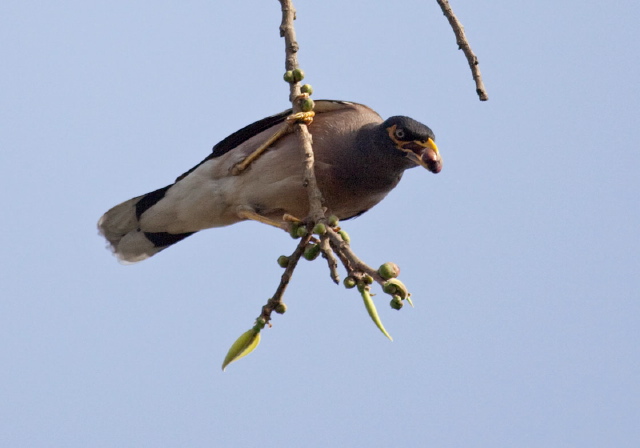 Acridotheres tristis Sturnidae