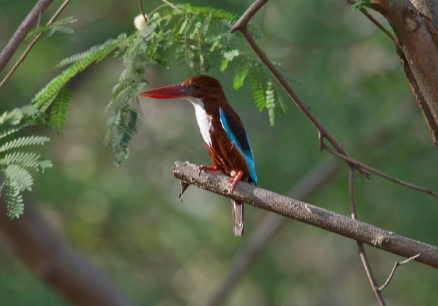 Halcyon smyrnensis Alcedinidae