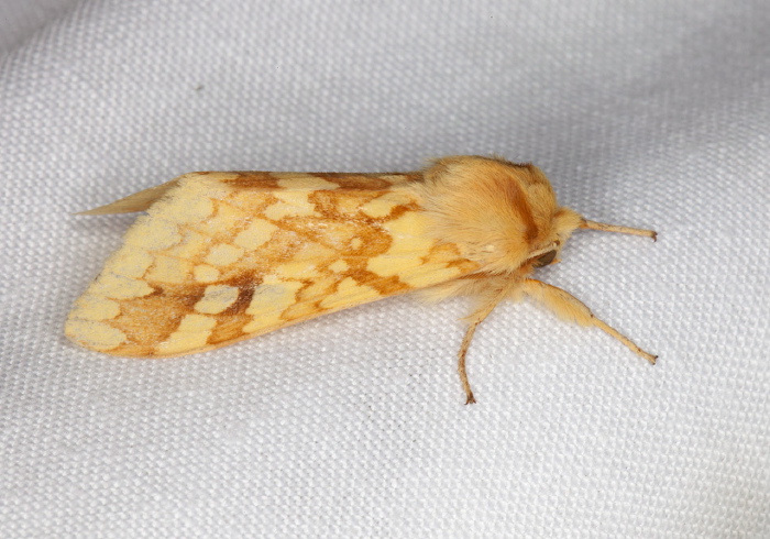 Lophocampa maculata Erebidae