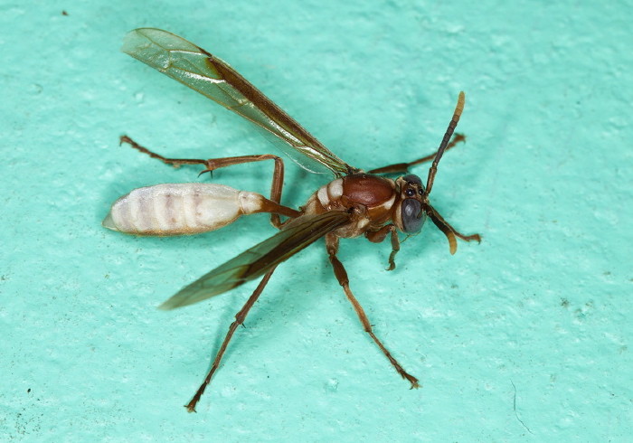   Vespidae