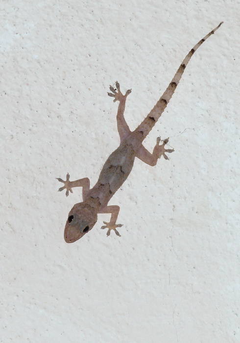 Hemidactylus mabouia Gekkonidae