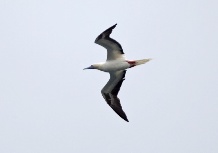 Sula sula Sulidae