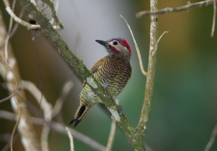 Colaptes rubiginosus Picidae