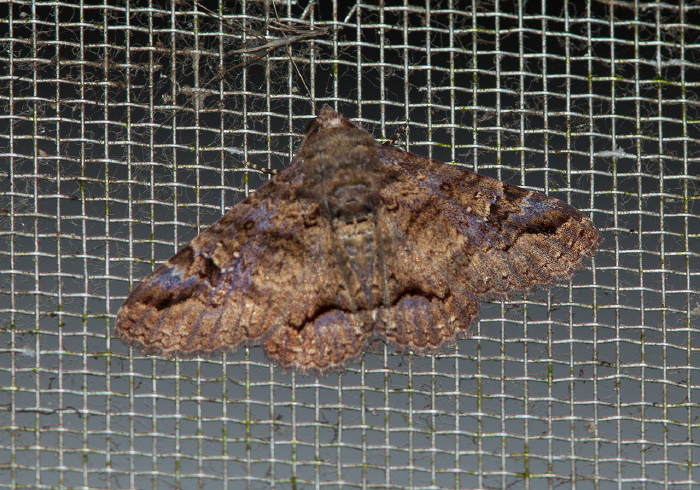 Metria coenochroa Erebidae