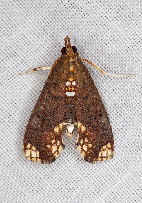Liopasia apicenotata Crambidae