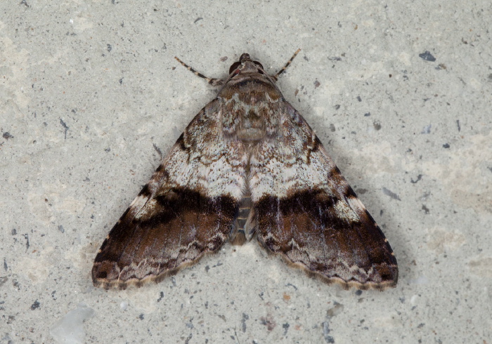 Coenipeta umbrata Erebidae