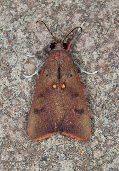 Melese incertus flavipuncta Erebidae