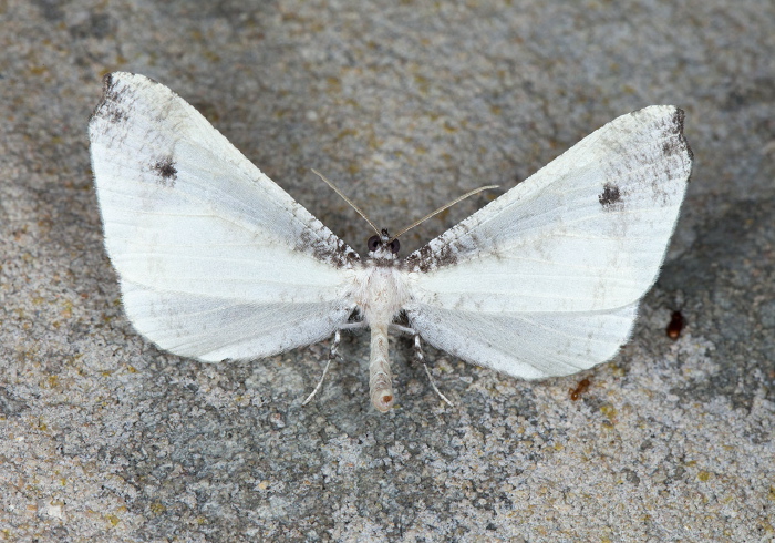 Macrosoma ustrinaria Hedylidae