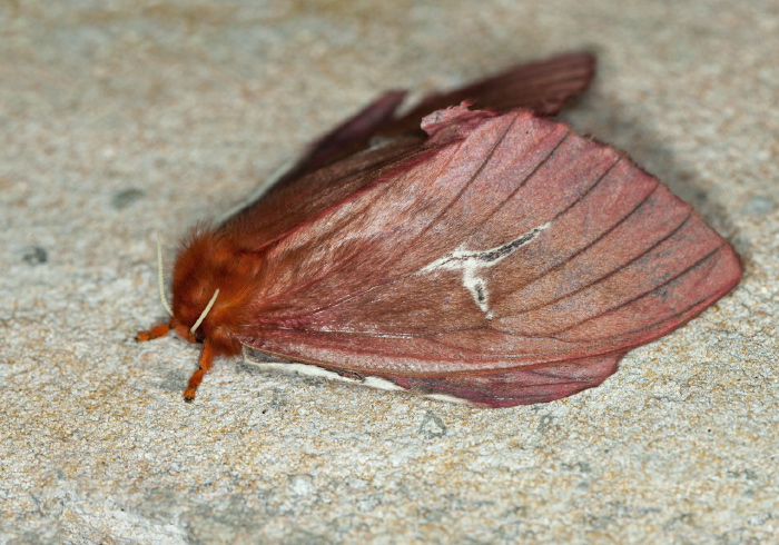 Cerodirphia speciosa Saturniidae